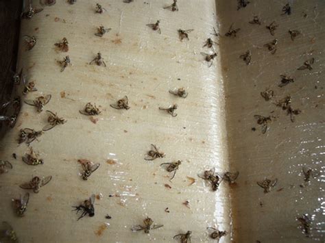 Dalam bahasa latin nyamuk disebut aides albopictus. Petua dan Cara Halau Lalat Yang Berkesan - ERATUKU
