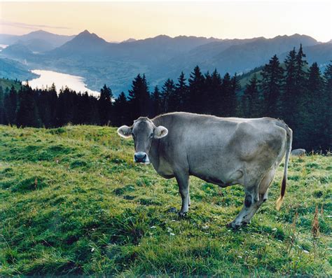 Tradition Meets Modern Food Politics In Swiss Dairy Industry Sap Blogs