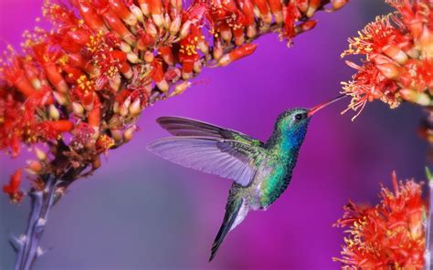 hummingbird desktop background   fun