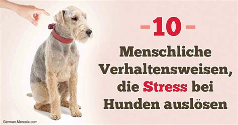 Was Löst Stress Bei Ihren Hunden Aus
