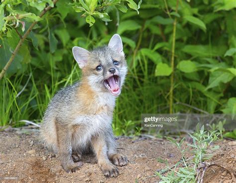 Gray Fox Pup High Res Stock Photo Getty Images