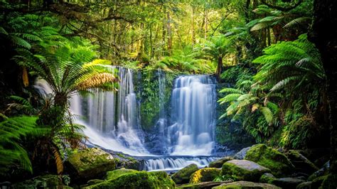 Top 10 Largest & Popular Rainforests in the World | 2022