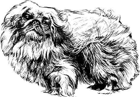Download Pekingese Clip Art at Clker.com - vector clip art online ...