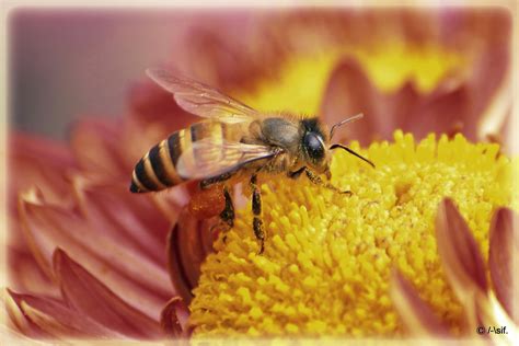 Bee | Shutterbug