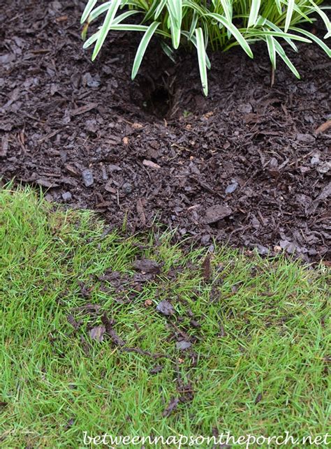 How to fill chipmunk holes (3 easy methods). Paint Your Front Door Red