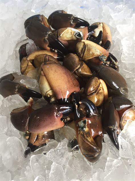 I know, that is definitely not the best of the best but it will do. Fresh stone crab claws | Stone crab claws