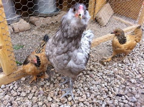 No chickens were harmed during the making of this video. 18 week old Blue Ameraucana, thought hen ... ?rooster