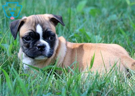 Spunky Pug Mix Puppy For Sale Keystone Puppies
