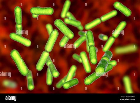 Probiotic Bacteria Bacillus Clausii Illustration Stock Photo Alamy