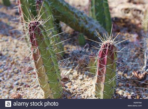 The population has been growing steadily recently, which means that the restaurant scene has had to. Columnar Cacti Stock Photos & Columnar Cacti Stock Images ...