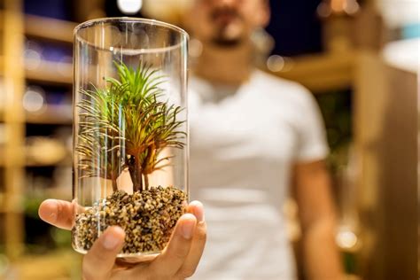 10 Plants That Dont Need Soil To Thrive Bob Vila