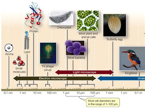 Maybe you would like to learn more about one of these? Biology Chapter 6 Flashcards | Easy Notecards