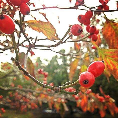 Not all the dogwood trees suitable for usda zone 7 produce red berries, but enough do to give you plenty of options. Red berries of dogwood tree | Dogwood trees, Red berries, Dogwood
