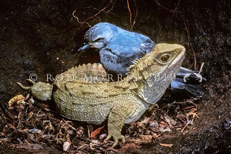 New Zealand Frogs And Reptiles Rod Morris Nature Photography
