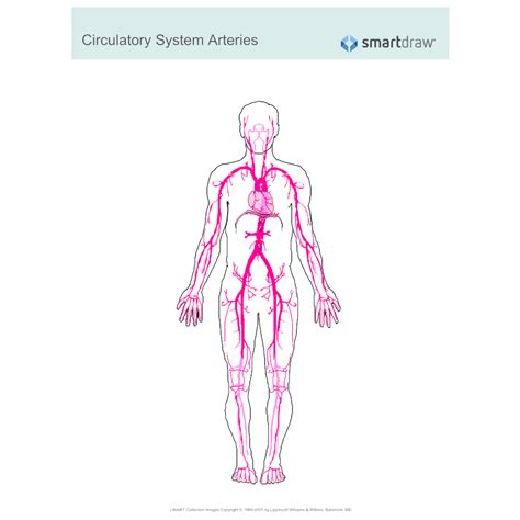 14+ heart arteries diagram labeled. Circulatory System - Arteries