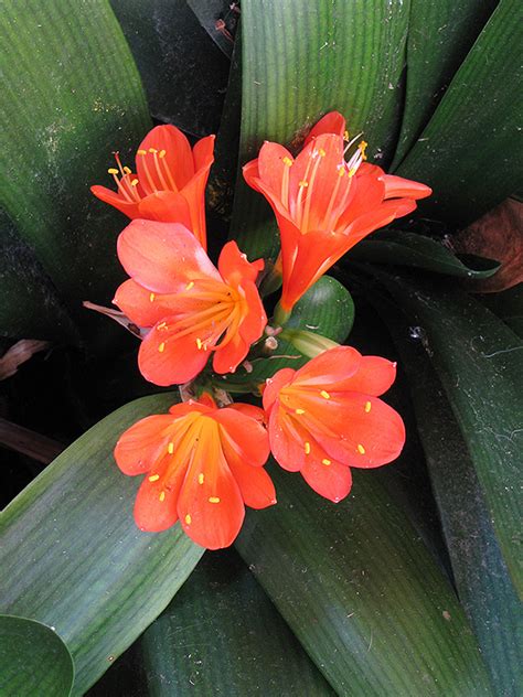 Large, 5 double flowers appear in early summer and then again in early fall. Belgian Hybrid Orange Clivia (Clivia x miniata 'Belgian ...