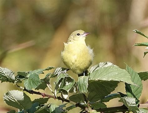 ebird checklist 21 oct 2023 struve slough between harkins slough rd and main st 29