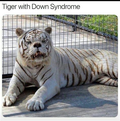 Down syndrome in tigers kenny's story meet kenny, the down syndrome tiger kenny was a white tiger that was inbred in the united states in captivity. Tigers white in 2020 | Down syndrome, Tiger, Animals