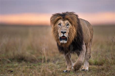 Andreas Hemb Male Lion Maasai Mara National Reserve Kenya Africa