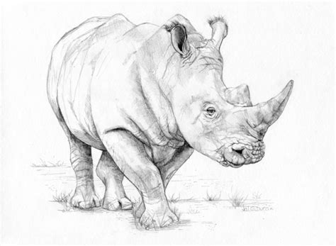 Rhino Pencil Drawing At Getdrawings Free Download