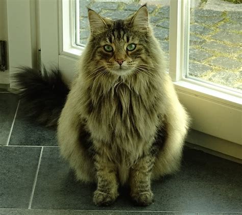 Norwegian Forest Cat The Ultimate Guide To Their History Types