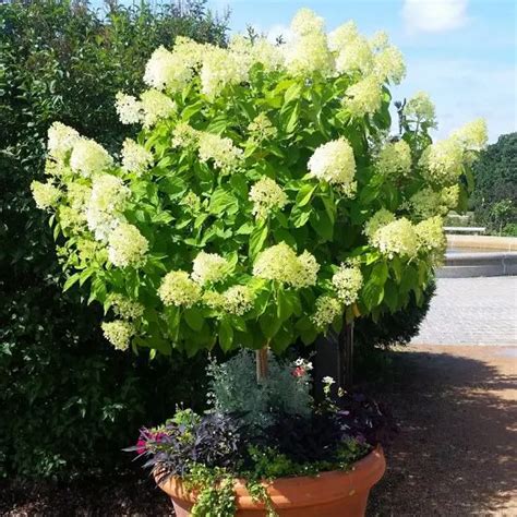 19 Beautiful Dwarf Ornamental Trees For Containers And Small Gardens