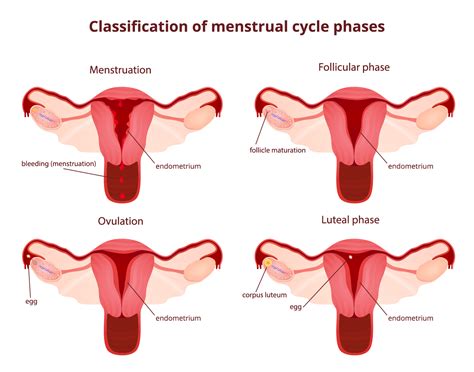 Some people are grossed out by feet, but it's safe to say men got the short end of the. Monthly Menstrual Cycle Phases - Los Angeles, CA Female Fertility Facts