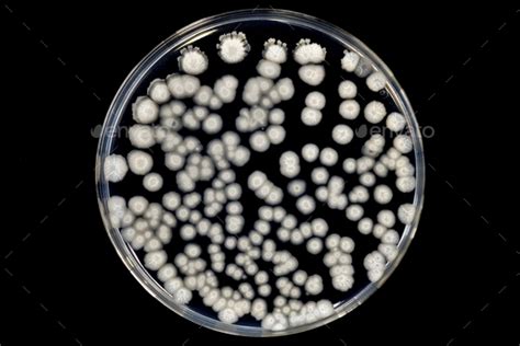 Bacterial Colonies Grown On Agar Plate Bacillus Subtilis Stock Photo