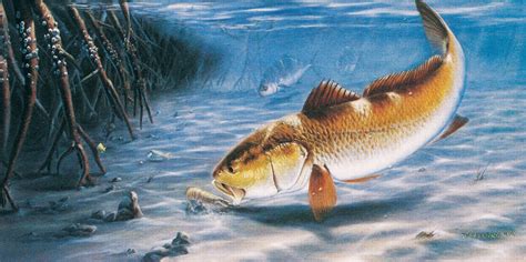 Saltwater fishing wallpaper desktop (62+ … перевести эту страницу. Red Fish Wallpapers - Wallpaper Cave
