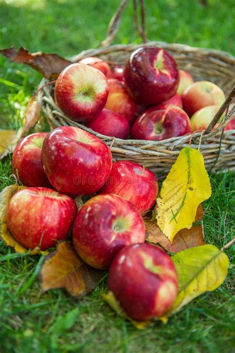 Red Apple In A Basket Stock Photo Image Of Colors Sheet 64514302
