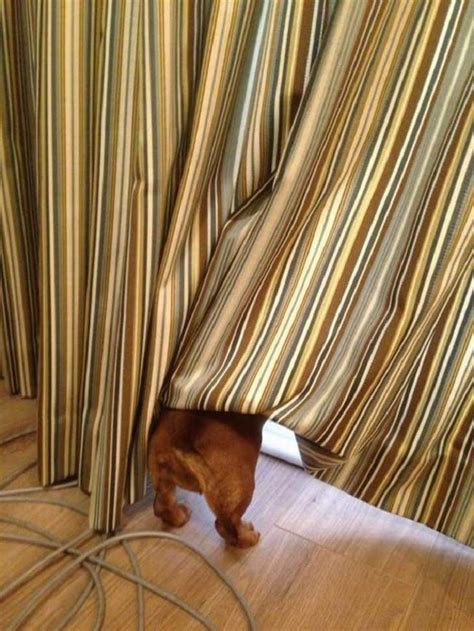 These Dogs Need To Brush Up Their Hiding Skills