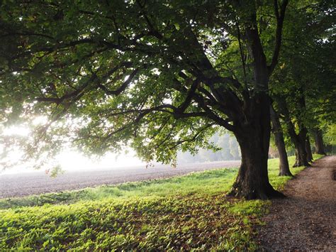 Free Images Landscape Tree Nature Grass Branch Sky Sun Fog