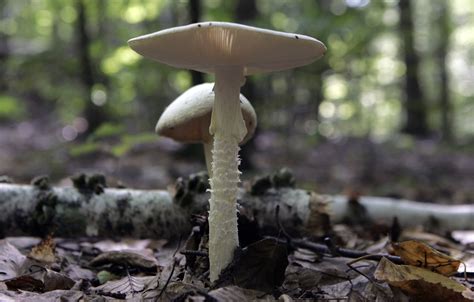 Those Deadly Destroying Angel Mushrooms In Aurora Were Found By Man