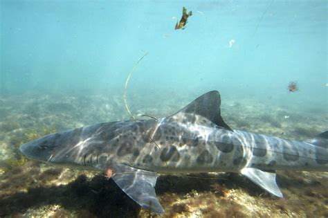 Leopard Sharks Return To La Jolla Shores Harmless Sharks A Popular
