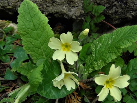 Primrose Common Primrose English Primroseprimula Vulgaris