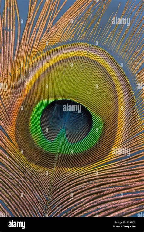 Still Life Peacock Feather Hi Res Stock Photography And Images Alamy