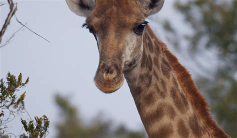giraffe poaching on the rise concerns for species continue to grow flower hobby