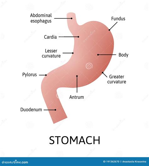 Human Stomach Anatomy Isolated On White Background Stomach And