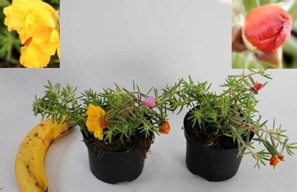 Piantine da orto in vendita online: PORTULACA DA SEME