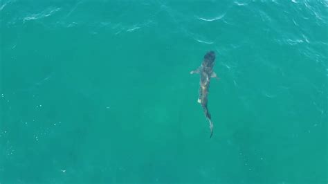 Tiger Shark On Fraser Island Youtube