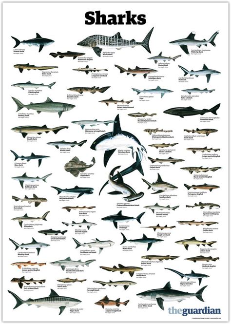 Types Of Sharks Shark Marine Animals