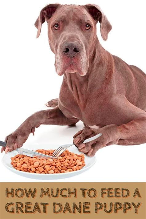 Feeding great danes puppy food, even large breed formulas can have serious consequences. How Much To Feed A Great Dane Puppy