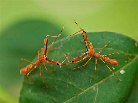 Ant Mimic Spider Fight 2 Ant Mimicry Or Myrmecomorphy Is A Phenomenon