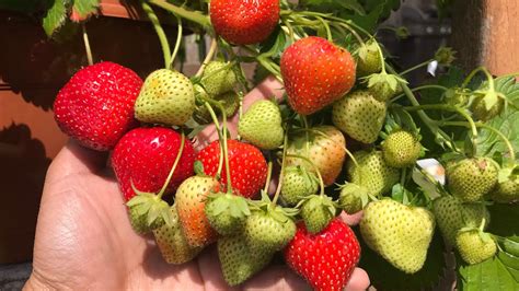 Jadi, agar anda tidak bekerja dua kali, sebaiknya anda melakukan sortie kacang tanah saat masa panen tiba. TIPS MERAWAT STRAWBERRY AGAR BERBUAH BANYAK 🍓🍓 - YouTube