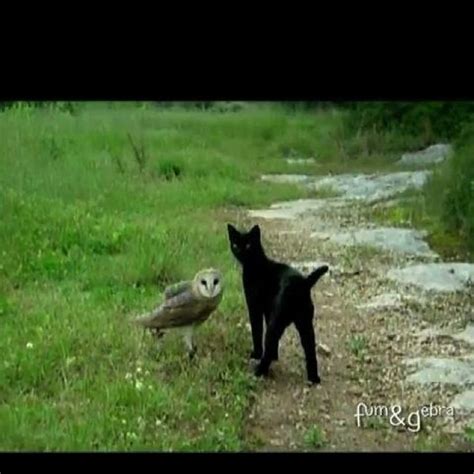 Cat And Owl Friendship Unlikely Animal Friends Animals Animals Friendship