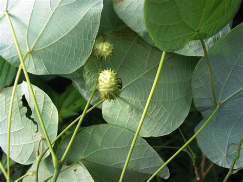 Mallotus Floribundus Euphorbiaceae