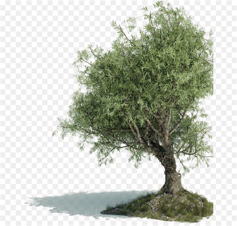 Setelah itu gambar yang tadi anda simpan bisa dimasukan ke dalam desain undangan yang akan anda buat. 71+ Gambar Daun Zaitun Terlihat Keren - Gambar Pixabay