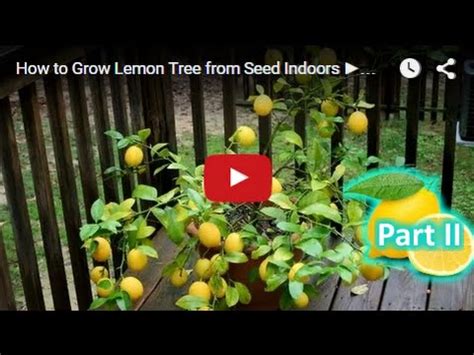 It also varies on quite a few influencing elements, such as soil type, depth, lack of nutrients, lemon's strain, exposure to sunlight, or cold weather. How to Grow Lemon Tree from Seed Indoors FAST Part 2 - YouTube