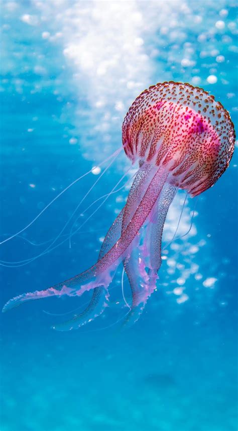 Picture Of A Beautiful Jellyfish About Wild Animals