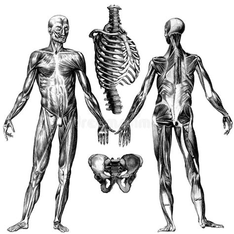 Anatomie Victoriaanse Anatomische Tekeningen Stock Illustratie